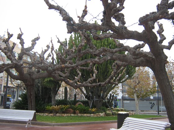 1 photo: little garden in a city