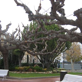 1 photo: little garden in a city